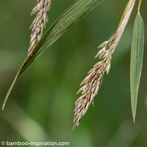 Bamboo Seeds - Collecting and Growing