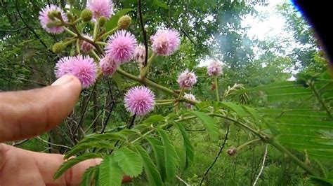 A Flor Da Sensitiva Grande Ou Maria Fecha A Porta Flores Belas