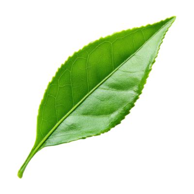 Transparent Leaf PNGs for Free Download