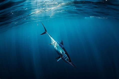 Blue Marlin Conservation Stock Photos, Images and Backgrounds for Free Download