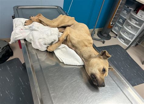 4 Starving Dogs Found In Nj Woods Owner Charged