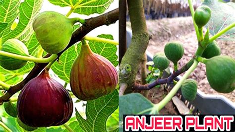 ANJEER PLANT FARMING HYBRID FIG PLANT ANJEER KI KHETI YouTube