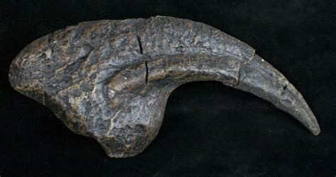 7 Replica Allosaurus Hand Claw Replica For Sale