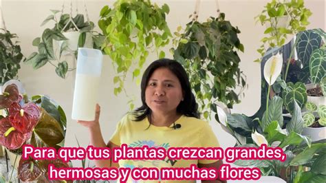 Úsalo en todas tus plantas y crecerán más rápido el mejor