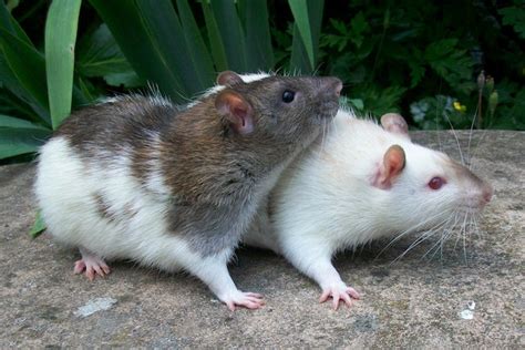 Why Pet Rats Make Awesome Pets - Rodents Rock