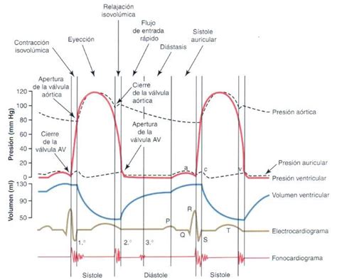 Atravesar Consejo Gran Cantidad Presion De Auricula Izquierda Trigo