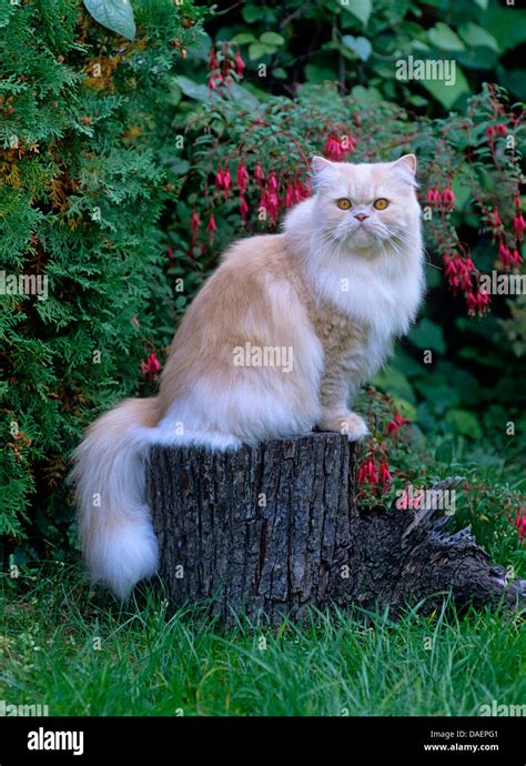 Persian Cat Sitting Hi Res Stock Photography And Images Alamy