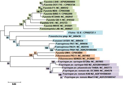 Phylogenetic Tree Depicting The Relationship Among Pseudomonas Species