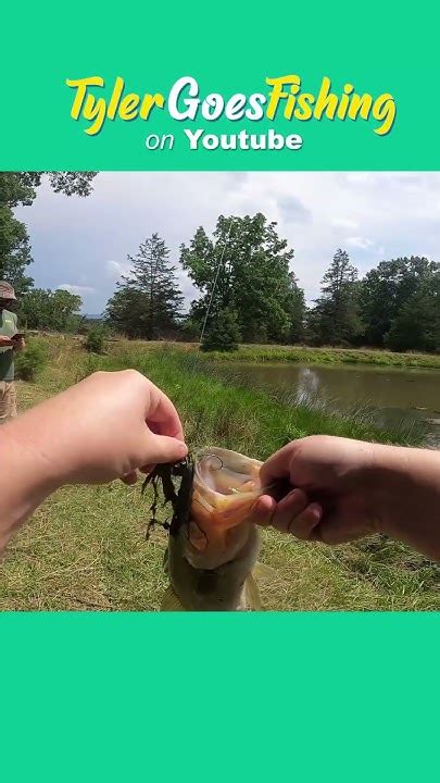 Wacky Rig Catches Largemouth Bass Youtube