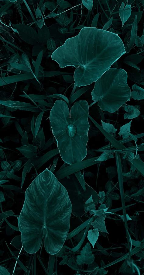 [100+] Dark Flower Aesthetic Wallpapers | Wallpapers.com