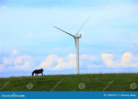 Turbinas De Vento Campo Amarelo Imagem De Stock Imagem De Ambiente