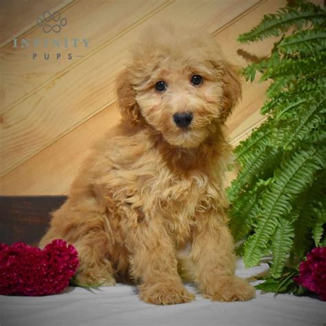 Mini Whoodle Puppies For Sale • Adopt Your Puppy Today • Infinity Pups