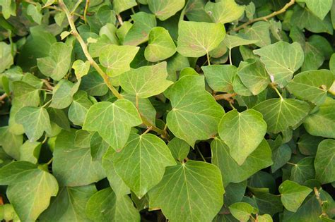 Types Of Vine Leaves