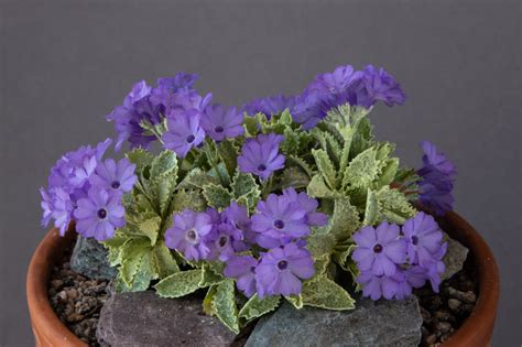 Ags Loughborough Show Trophies Alpine Garden Society