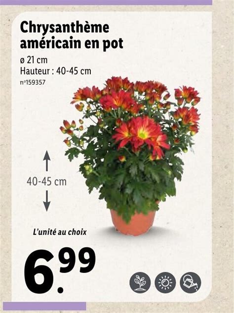 Promo Chrysanthème américain en pot chez Lidl