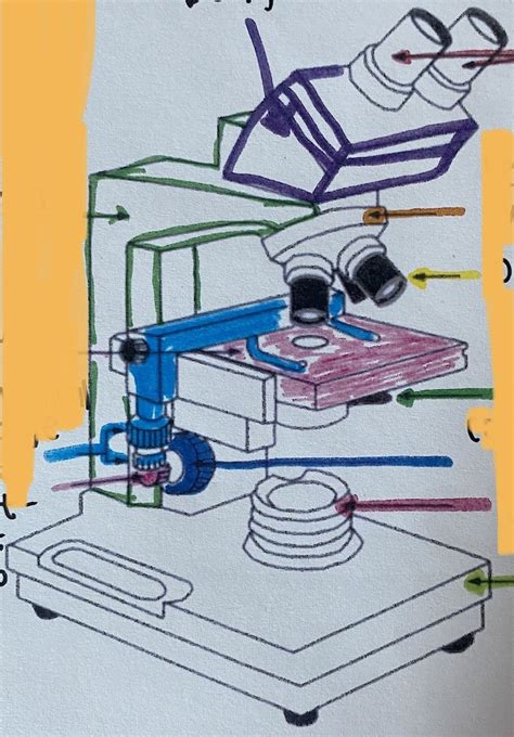 Microscope Diagram Diagram Quizlet