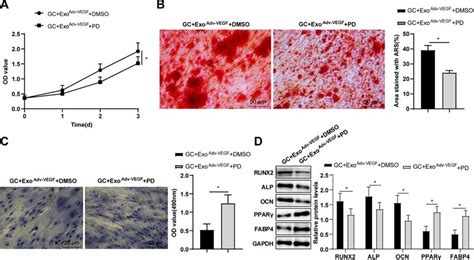 VEGF VEC Exos Promoted Osteoblast Differentiation And Inhibited