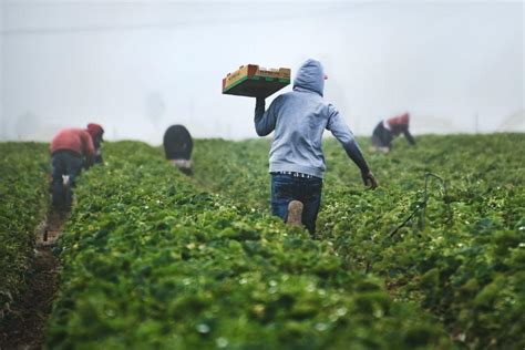 Conozca Los Seis Principios Sobre La Agricultura Sostenible Para