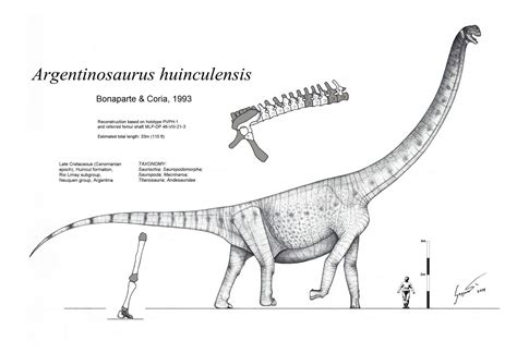 7 Interesting Facts About Argentinosaurus Ohfact