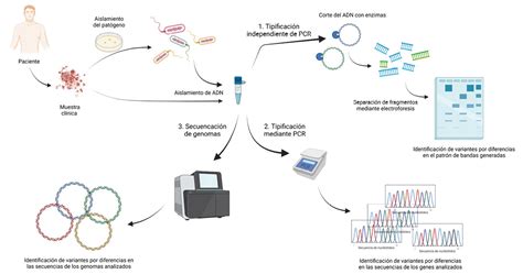 El diagnóstico y la identificación genético molecular