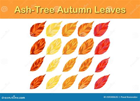 Ash Tree Leaf Set Stock Vector Illustration Of Macro 259300635