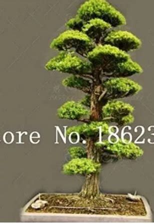 20 seeds Evergreen Cedar Tree Seeds