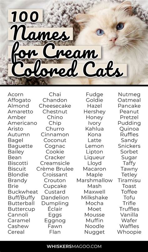 100 Sweet Names for Cream-Colored Cats - Whiskers Magoo