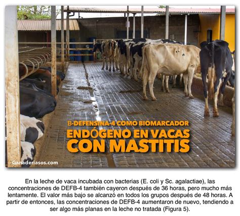 Β Defensina 4 Como Biomarcador EndÓgeno En Vacas Con Mastitis