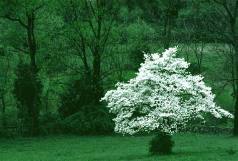 Dogwood Tree Pictures