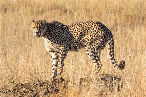 Foto Profissional Gratuita De África Do Sul Animais Selvagens Animal