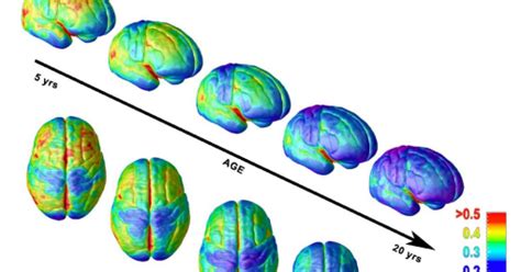 Iesmibiogeo CEREBRO ADOLESCENTE