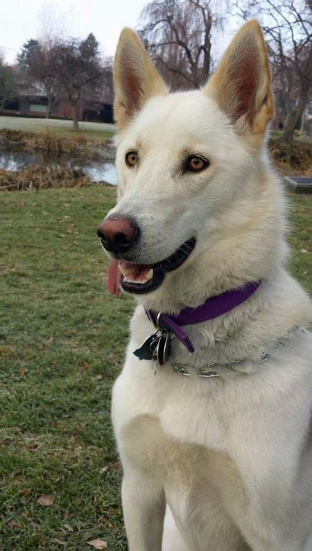 Abigail the German Shepherd Mix | Mixed breed dogs, White german ...