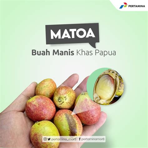 Buah Khas Papua Ilmu