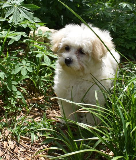 Hypoallergenic & Non Shedding Puppies for Sale - Illinois