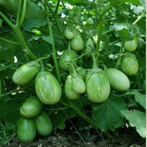 Brinjal Green Traditional Seeds - GardenHunt