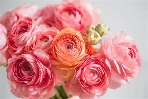 11 Different Flowers That Almost Look Like Roses With Pictures