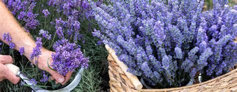 Come Piantare La Lavanda In Vaso I Nostri Consigli Spazio Interattivo