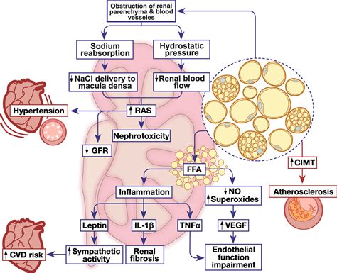 Frontiers Perirenal Adipose Tissue Inflammation Novel Insights