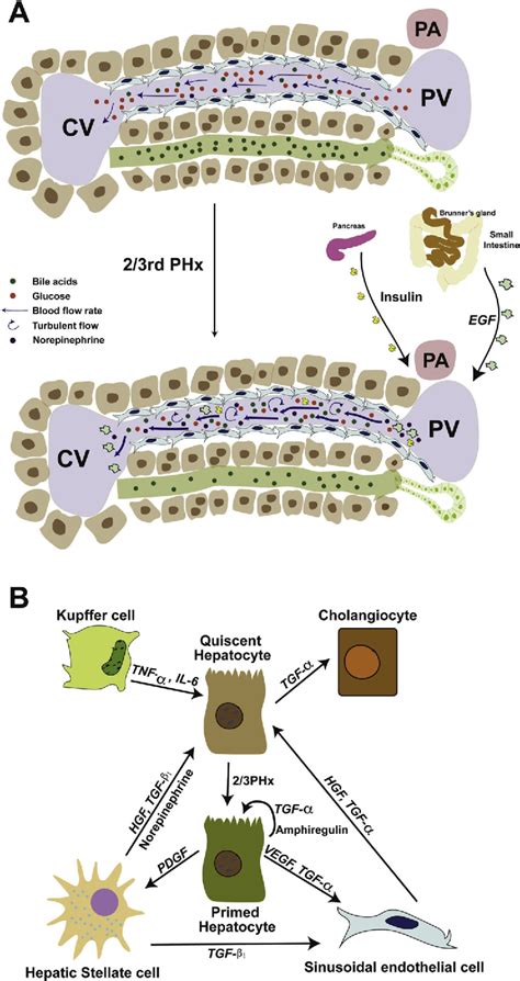 Figure 2 From Cellular And Molecular Basis Of Liver Regeneration