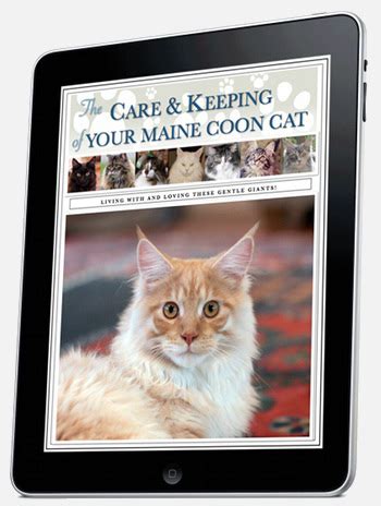 The Care & Keeping Of Your Maine Coon Cat