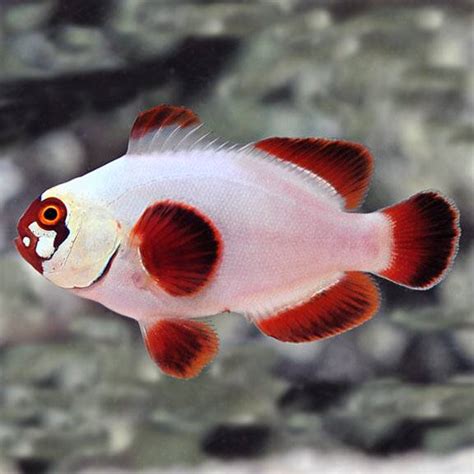 Maroon Clownfish: Info with Care Details and Pictures