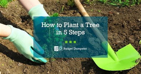 How To Plant Trees In 5 Easy Steps Budget Dumpster