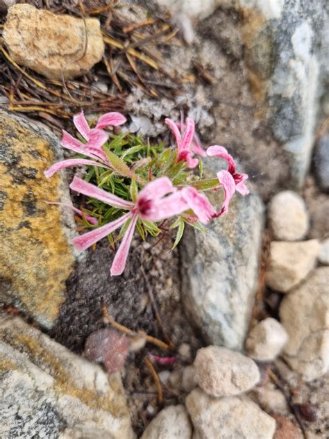 Longleaf Storksbill From Mont Rochelle Nature Reserve Near Franschhoek