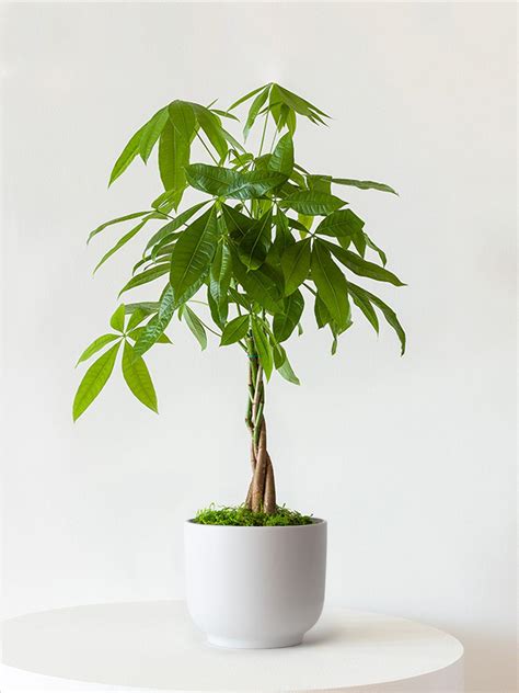 Braided Money Tree With Nouvelle Pot Medium 1 ½ ft tall, potted plant
