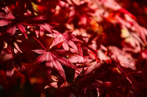 Branch With Leaves Photos, Download The BEST Free Branch With Leaves Stock Photos & HD Images