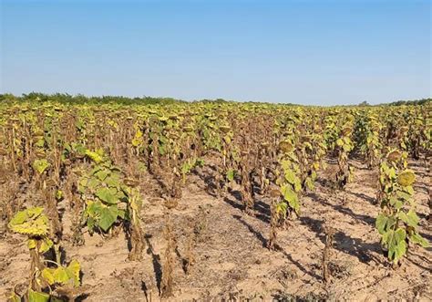 Sequías Y Heladas Provocan La Pérdida De 45 000 Hectáreas De Cultivo En