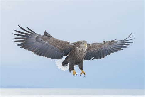 White-tailed Eagle (Haliaeetus albicilla) | Morten Ross