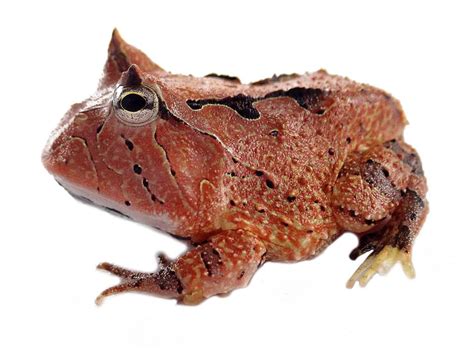 Brown Surinam Horned Pac Man Frog Ceratophrys Cornuta Captive Bred Cbp