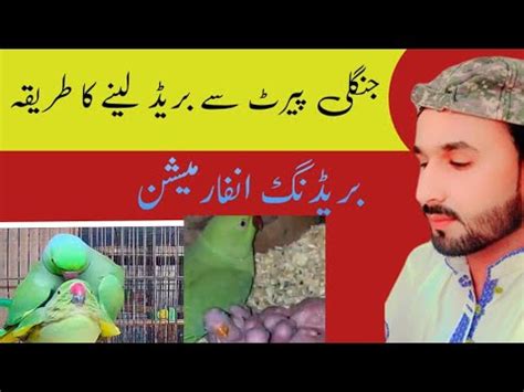 Jungali Parrot Se Breed Lene Ka Tarika Ringneck Breeding Information