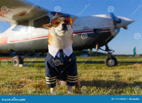 Funny Photo of the Shiba Inu Dog Stock Photo - Image of pilot, engine: 117170562